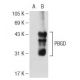 PBGD Antibody (B-3) - Western Blotting - Image 108850 