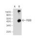 PBGD Antibody (B-6) - Western Blotting - Image 108959