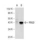 PBGD Antibody (H-11) - Western Blotting - Image 109173 