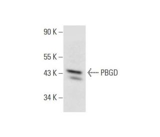 PBGD Antibody (H-11) - Western Blotting - Image 331184 