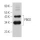 PBGD Antibody (H-11) - Western Blotting - Image 366131