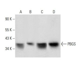 PBGS Antibody (E-10) - Western Blotting - Image 303876 