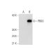 PBGS Antibody (G-9) - Western Blotting - Image 144920 