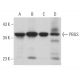 PBGS Antibody (G-9) - Western Blotting - Image 367144