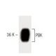 PBK Antibody (31) - Western Blotting - Image 60402
