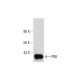 PBK Antibody (31) - Western Blotting - Image 131337 