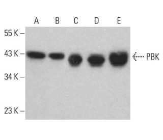 PBK Antibody (A-3) - Western Blotting - Image 382664 