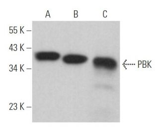 PBK Antibody (A-6) - Western Blotting - Image 364112 