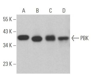 PBK Antibody (B-10) - Western Blotting - Image 364087 