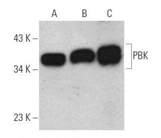 PBK Antibody (F-7) - Western Blotting - Image 290019 