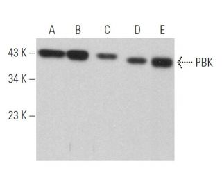 PBK Antibody (F-7) - Western Blotting - Image 364096 