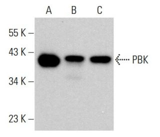 PBK Antibody (H-9) - Western Blotting - Image 383234 