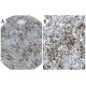 PBP Antibody (C-24) - Immunohistochemistry - Image 37932