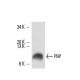 PBP Antibody (C-24) - Western Blotting - Image 16389 