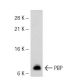PBP Antibody (C-24) - Western Blotting - Image 32211 