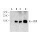 western blotting image from recommended PBR (E-3) monoclonal antibody replacement. Image 396551