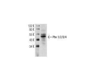 Pbx 1/2/3/4 Antibody (E-12) - Western Blotting - Image 12734 