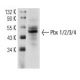 Pbx 1/2/3/4 Antibody (E-12) - Western Blotting - Image 12734 