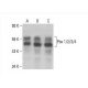 Pbx 1/2/3/4 Antibody (E-12) - Western Blotting - Image 394075