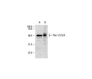western blotting image from recommended Pbx 1/2/3/4 (F-3) monoclonal antibody replacement. Image 7363