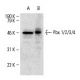 western blotting image from recommended Pbx 1/2/3/4 (F-3) monoclonal antibody replacement. Image 7363