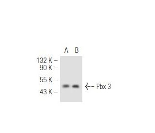 Pbx 1a/2/3a Antibody (359.15) - Western Blotting - Image 50406 