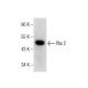 Pbx 2 Antibody (H-7) - Western Blotting - Image 281814 