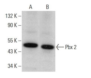 Pbx 2 Antibody (H-7) - Western Blotting - Image 382160 