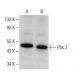 Pbx 2 Antibody (H-7) - Western Blotting - Image 382160 