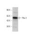 Pbx 2 Antibody (H-7) - Western Blotting - Image 382164