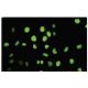 Pbx 2 Antibody (SS-24) - Immunofluorescence - Image 35515