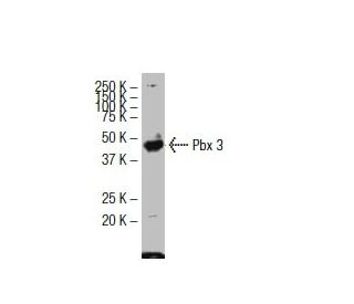 western blotting image from recommended Pbx 3 (39-K) monoclonal antibody replacement. Image 33641