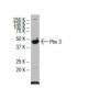 western blotting image from recommended Pbx 3 (39-K) monoclonal antibody replacement. Image 33641