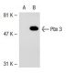 Pbx 3a Antibody (2.9) - Western Blotting - Image 39936