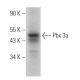 Pbx 3a Antibody (2.9) - Western Blotting - Image 369785 