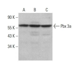 Pbx 3a Antibody (2.9) - Western Blotting - Image 381910 