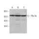Pbx 3a Antibody (2.9) - Western Blotting - Image 381910 