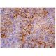 PC-1 Antibody (F-8) - Immunohistochemistry - Image 159562 