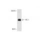 PC-1 Antibody (F-8) - Western Blotting - Image 80975 