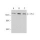 PC-1 Antibody (F-8) - Western Blotting - Image 381947