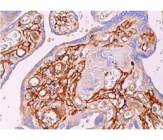 PC-1 Antibody (H-7) - Immunohistochemistry - Image 375194 