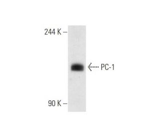 PC-1 Antibody (F-8) - Western Blotting - Image 80975