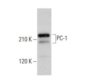 PC-1 Antibody (H-7) - Western Blotting - Image 381950