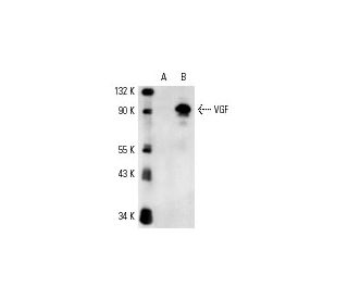 PC-12 + NGF Cell Lysate: sc-3808. Western blot analysis of... 