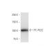 PC-PLD2 Antibody (1C5) - Western Blotting - Image 347565 
