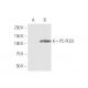 PC-PLD2 Antibody (1C5) - Western Blotting - Image 347566 