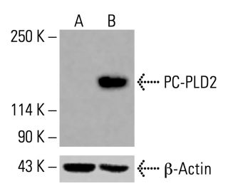 PC-PLD2 Antibody (B-3) - Western Blotting - Image 416075