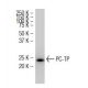 PC-TP Antibody (LB-6) - Western Blotting - Image 34666
