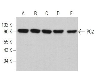 PC2 Antibody (E-8) - Western Blotting - Image 360754 