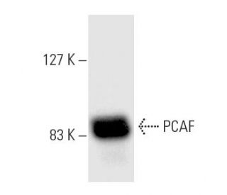 PCAF Antibody (E-8) - Western Blotting - Image 8635 